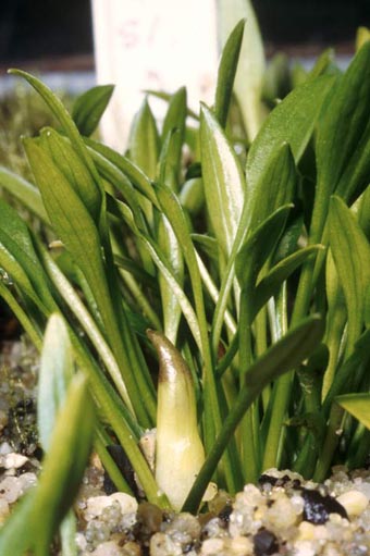 Cryptocoryne parva